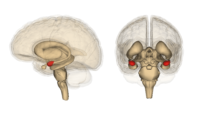 Illustration of a brain showing the location of the amygdala