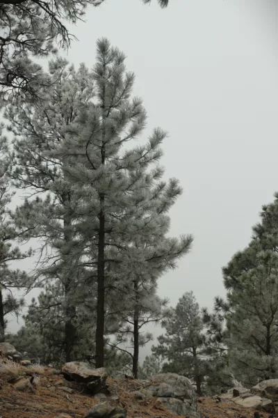 Pine trees in a forest in the Black Hills