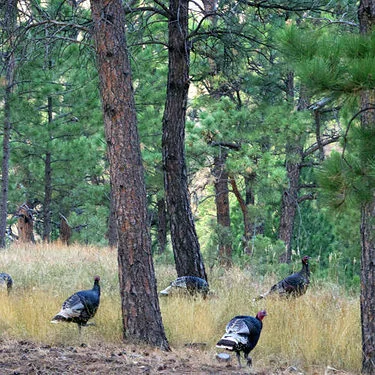photo of three wild turkeys in the Black Hills that we tried to field record